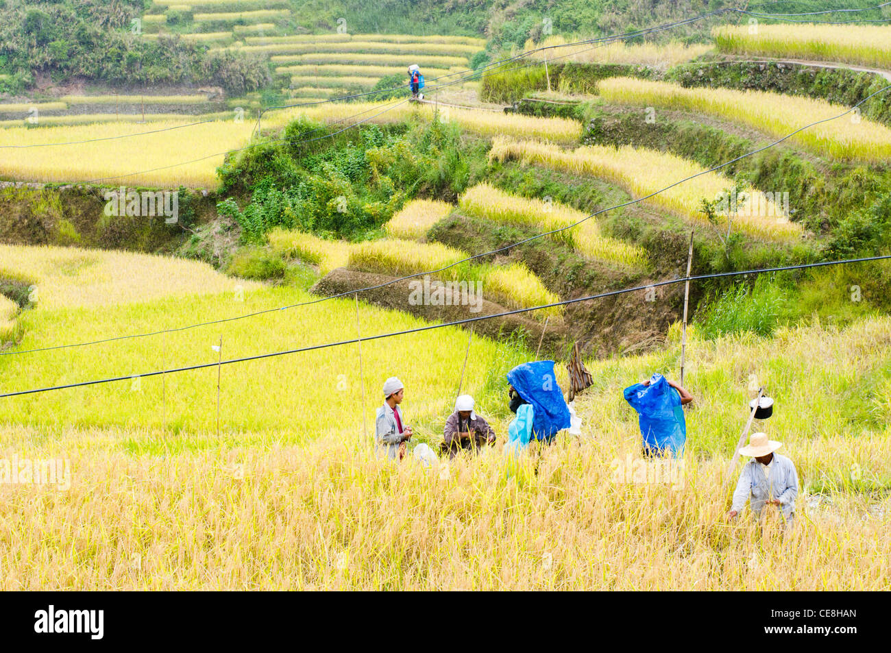 Gli agricoltori sono la raccolta in campo di risone Foto Stock