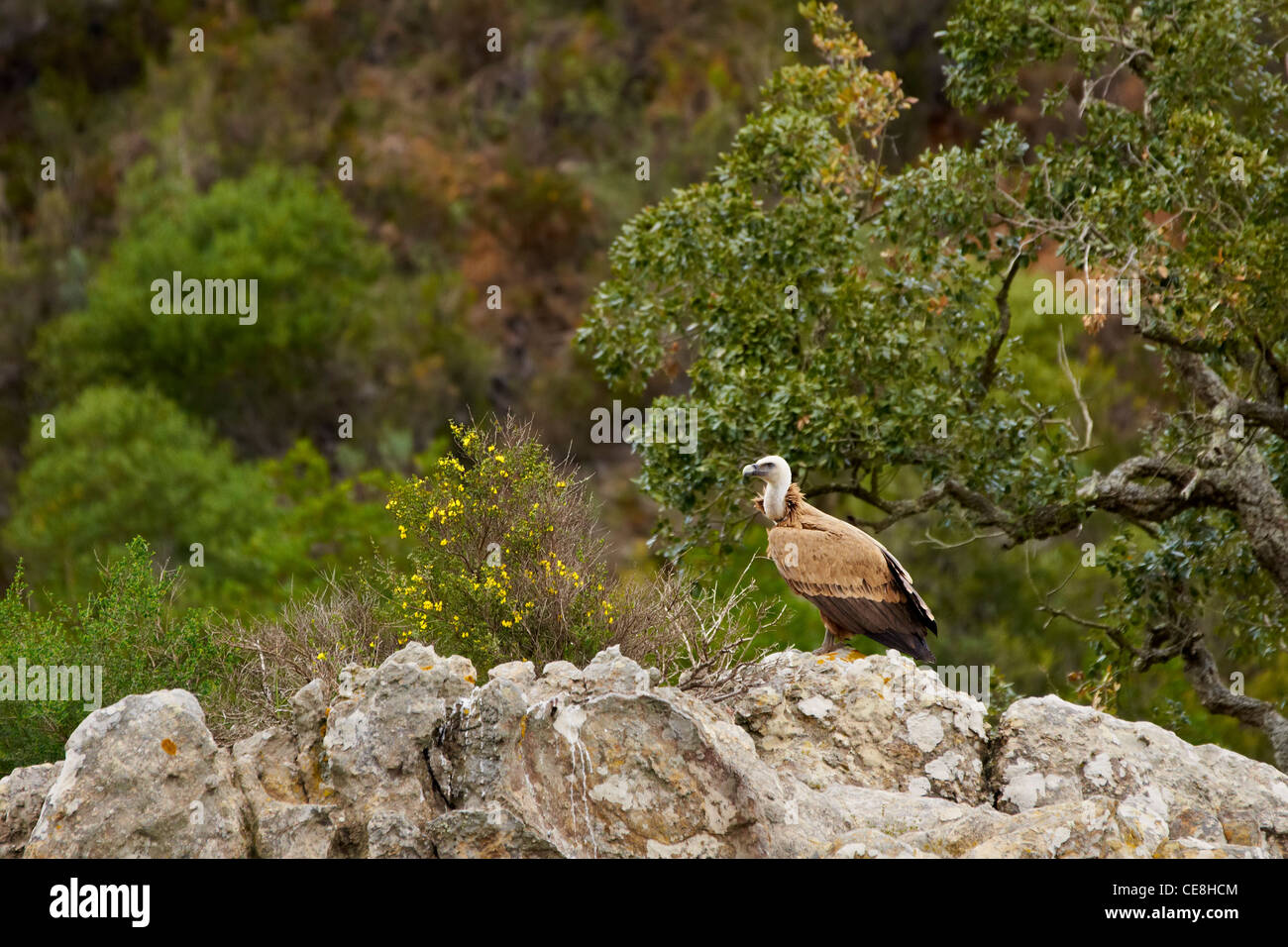 Buitre leonado, grifoni sulle rocce Foto Stock