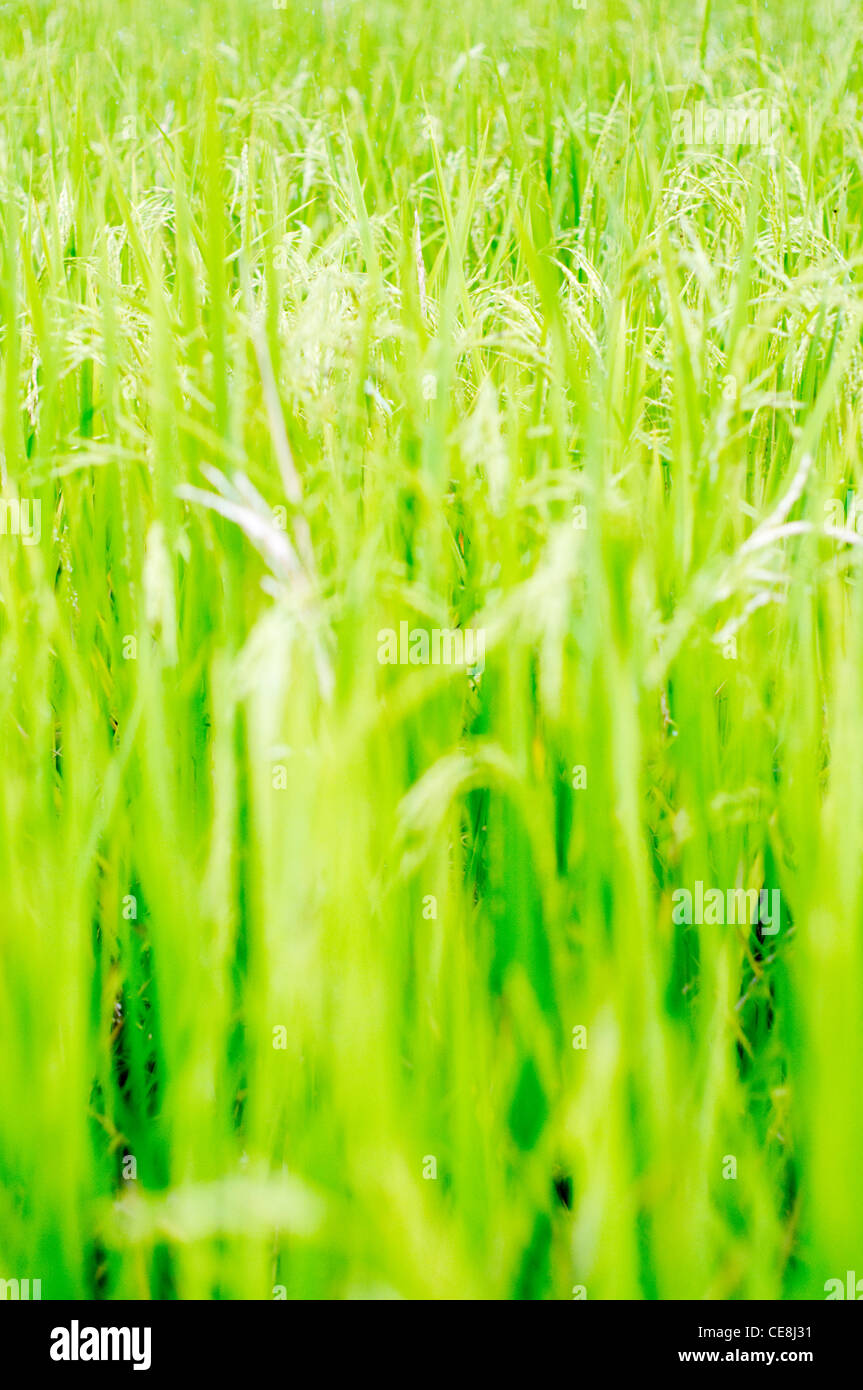 Campo di riso nelle Filippine, per l'agricoltura sullo sfondo Foto Stock