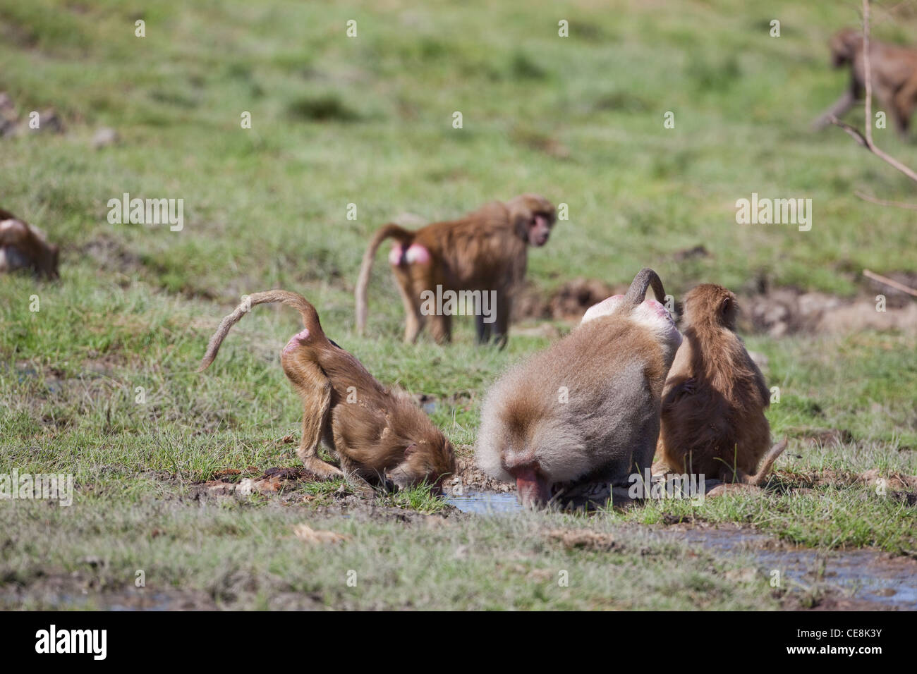 I babbuini Hamadryas (Papio hamadryas). Gli stati di una truppa di bere da un foro di irrigazione. Gioisca il parco nazionale. Etiopia. Foto Stock