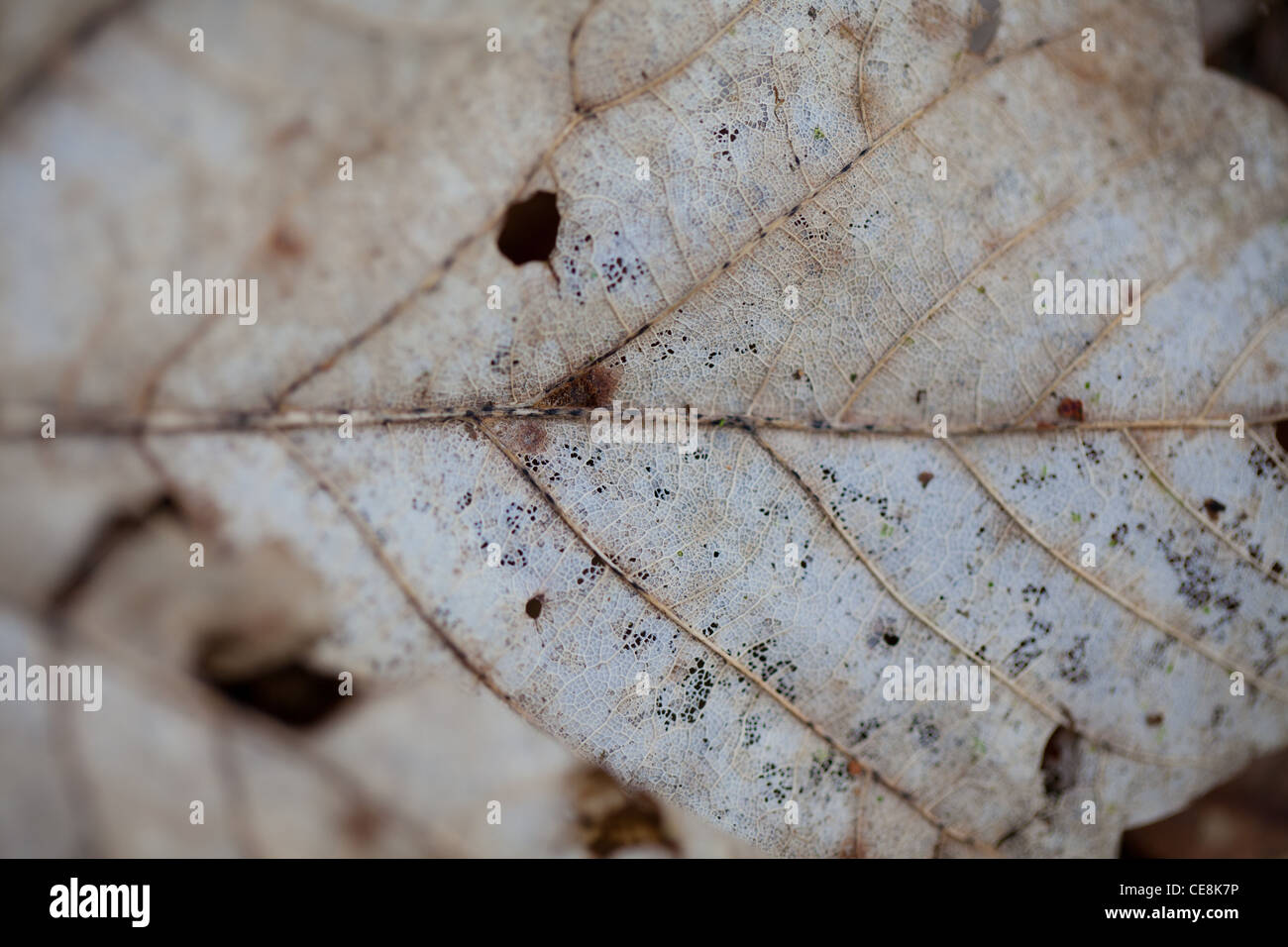 Resti scheletrici di una foglia Foto Stock