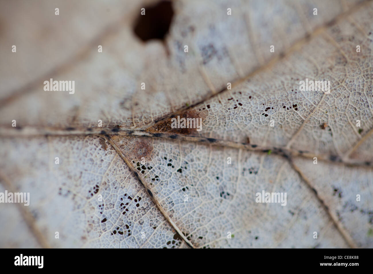 Resti scheletrici di una foglia Foto Stock