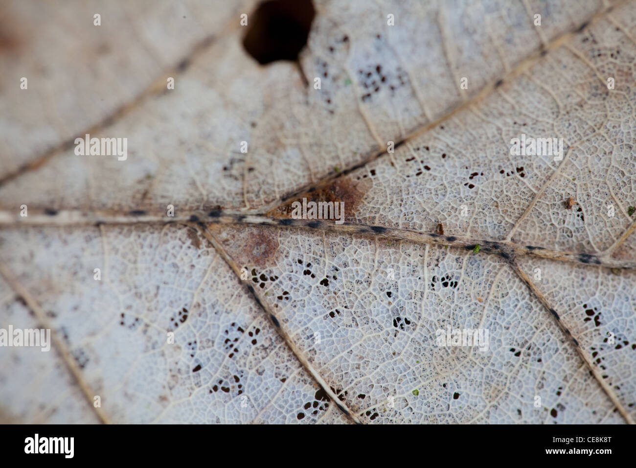 Resti scheletrici di una foglia Foto Stock