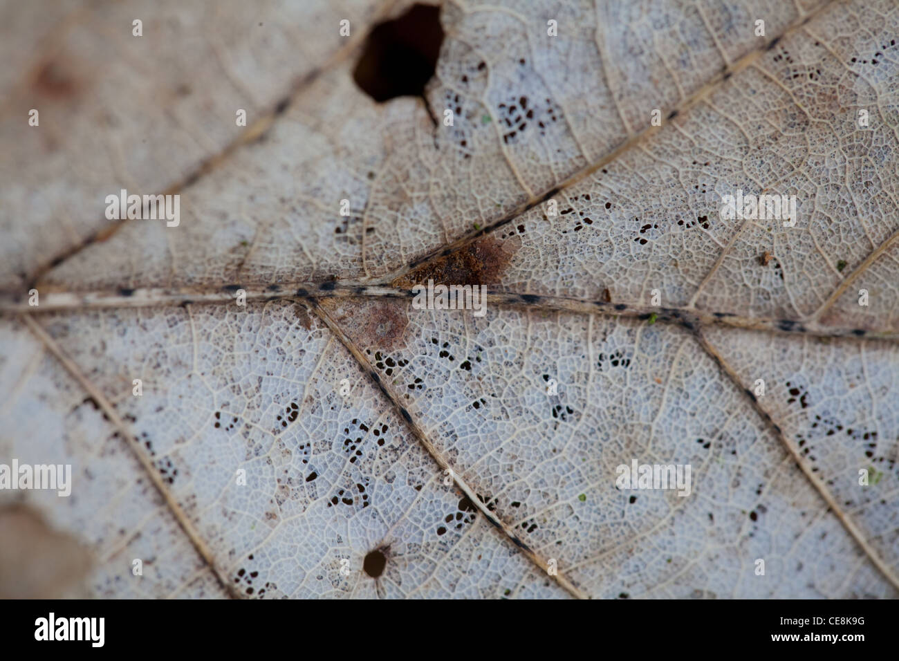 Resti scheletrici di una foglia Foto Stock