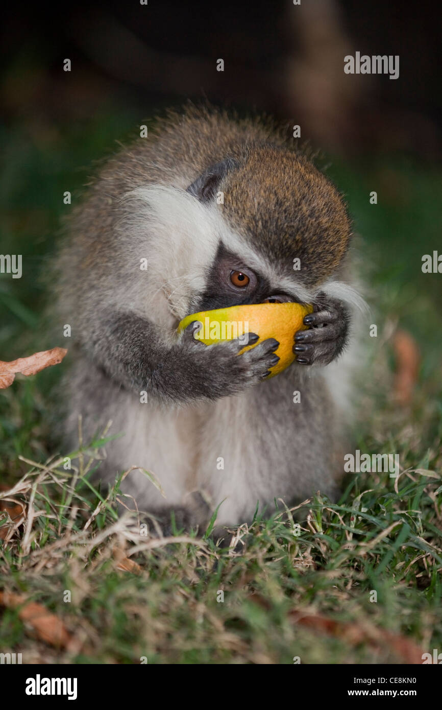 Grivet Monkey (Cercopithecus aethiops). Uno dei Green scimmie. Azienda e mangiare i contenuti di un arancione. Etiopia centrale. Foto Stock