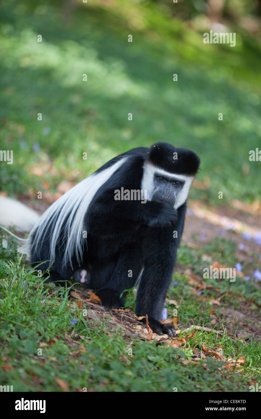 Abissino Black and White Colobus Guereza o (Colubus abyssinicus). Maschio su terra. Foto Stock