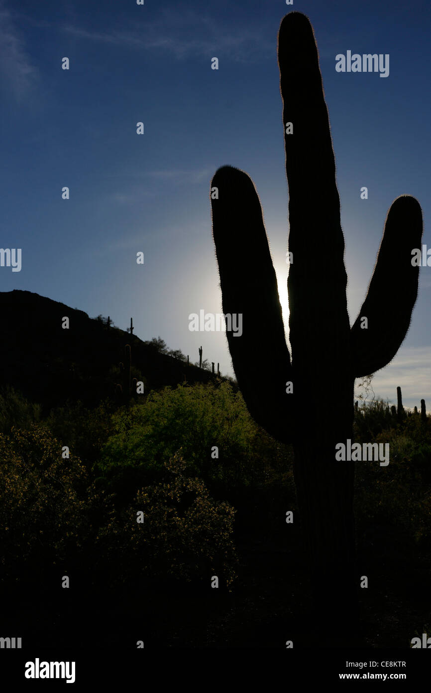 Giardini Botanici, Phoenix. Bellissimo Parco di Phoenix, il posto migliore per vedere tutta la fauna nativa senza un 4x4, e uno zaino. Foto Stock