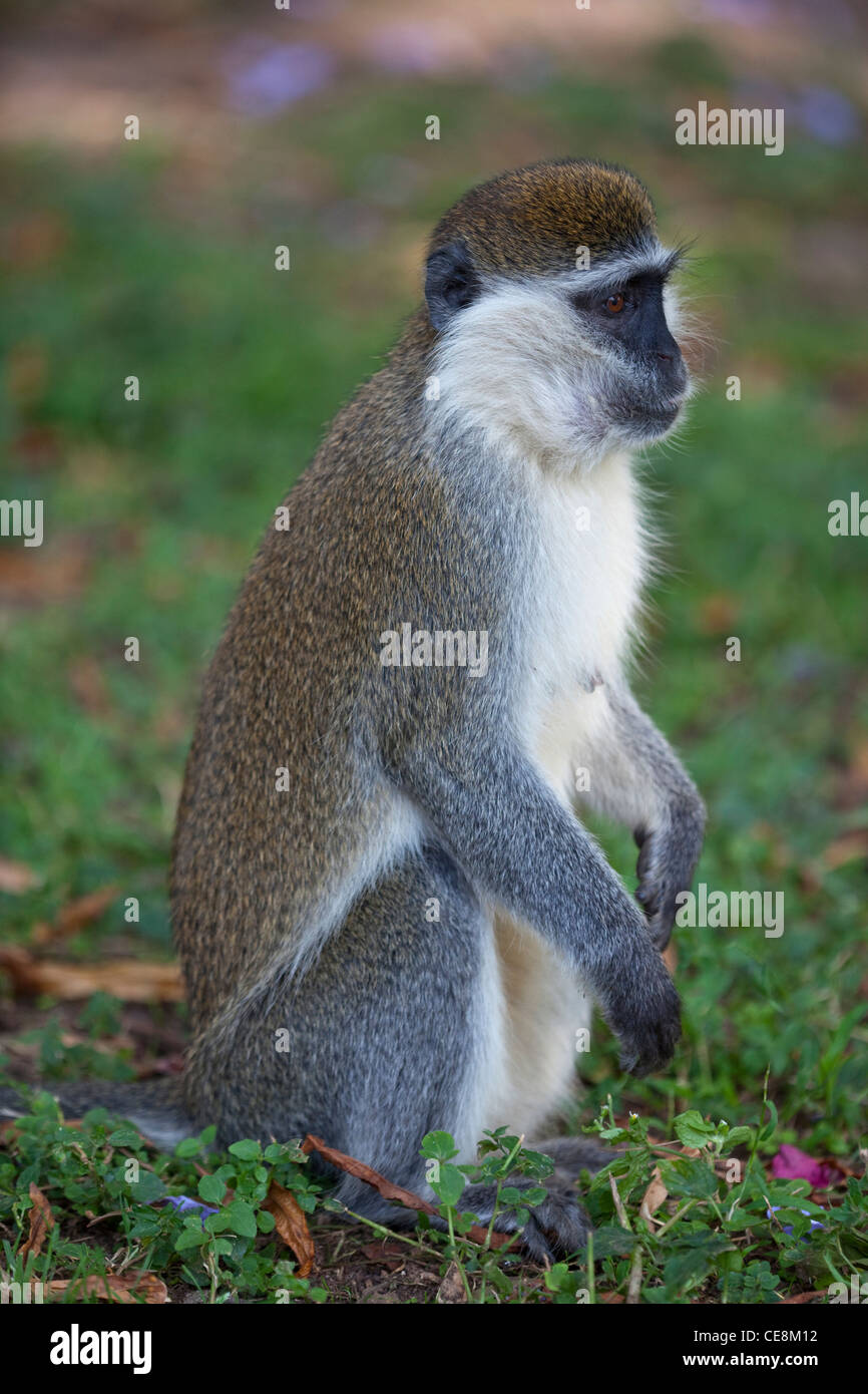 Grivet Monkey (Cercopithecus aethiops). Uno dei Green scimmie. Etiopia centrale. Foto Stock