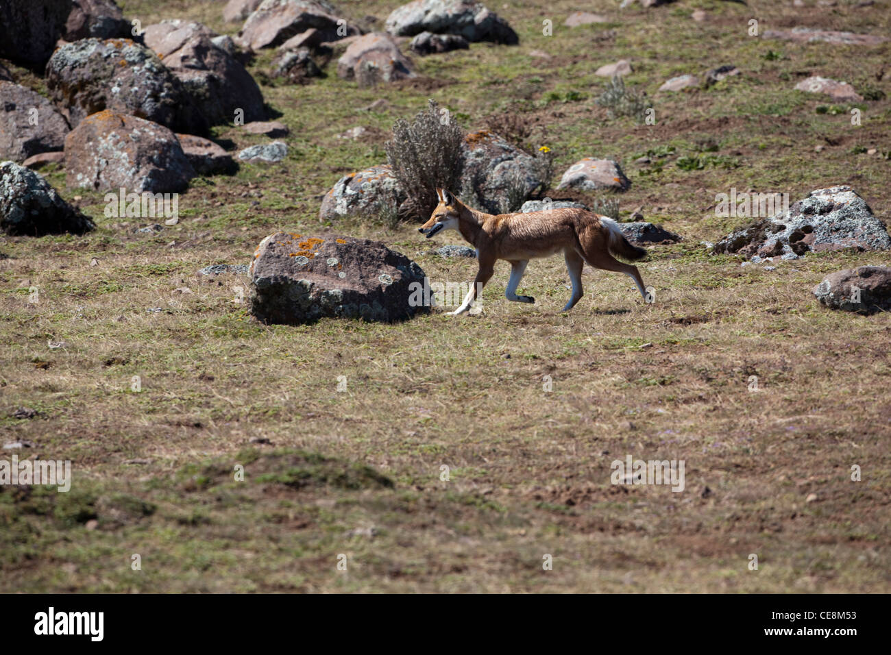 Lupo etiope o Simien Fox o Simien Jackal (Canis simensis). Senatti altopiano, montagne di balle. Etiopia. Endemica. In via di estinzione. Foto Stock