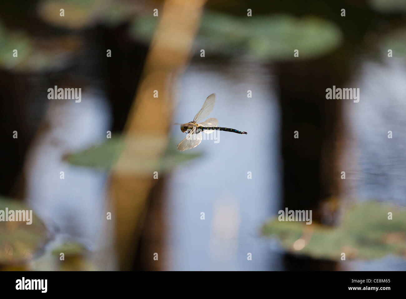 Southern Hawker libellula in volo sopra un lago con ninfee Foto Stock