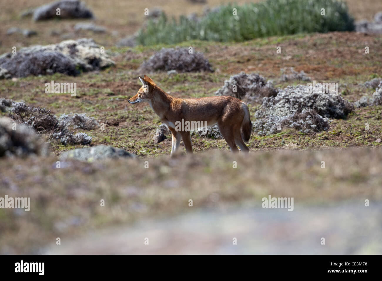 Lupo etiope o Simien Fox o Simien Jackal ( Canis simensis). Montagne di balle. Etiopia. Endemica. Produttore africano di canino. Foto Stock