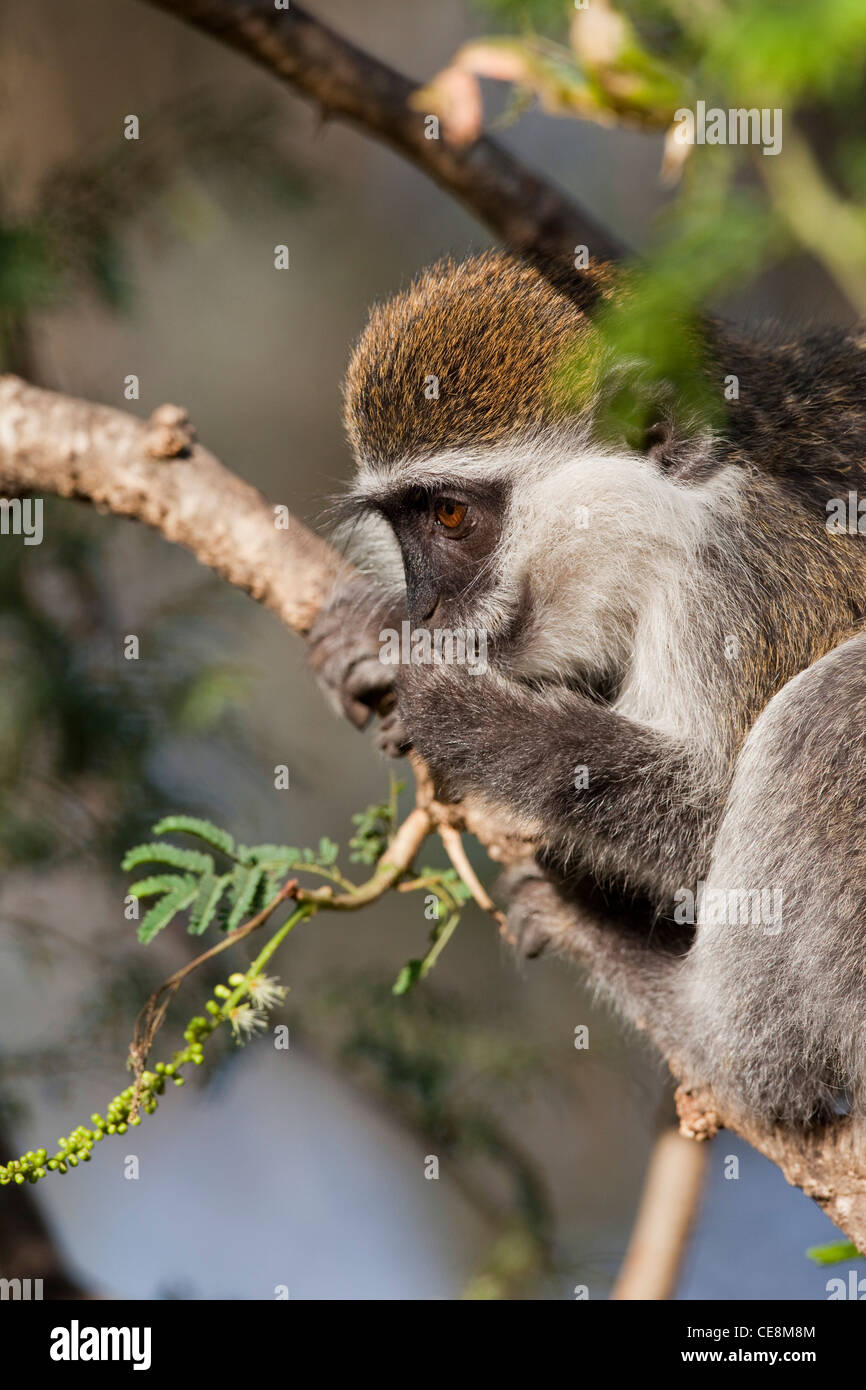 Grivet Monkey (Cercopithecus aethiops). I giovani o i capretti animale. Tenendo il ramo di Acacia mangiare fogliame, opponibile thumbs facilitare la presa. Ethiopa. Foto Stock