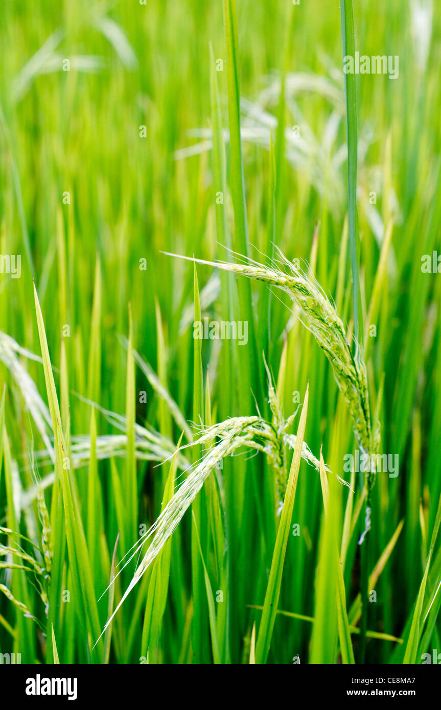 Una chiusura della pianta di riso, nelle Filippine. Foto Stock