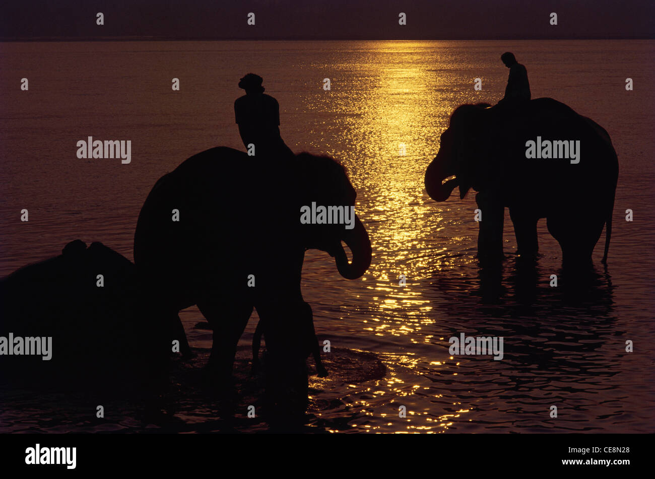 GOU 80816 : elefanti indiani Sonepur equo Bihar India Foto Stock