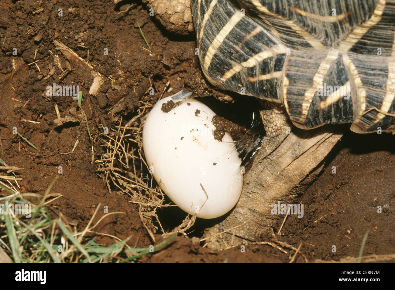 Uovo di posa della tartaruga indiana , Testudo elegans , Geochelone elegans , India , Asia Foto Stock