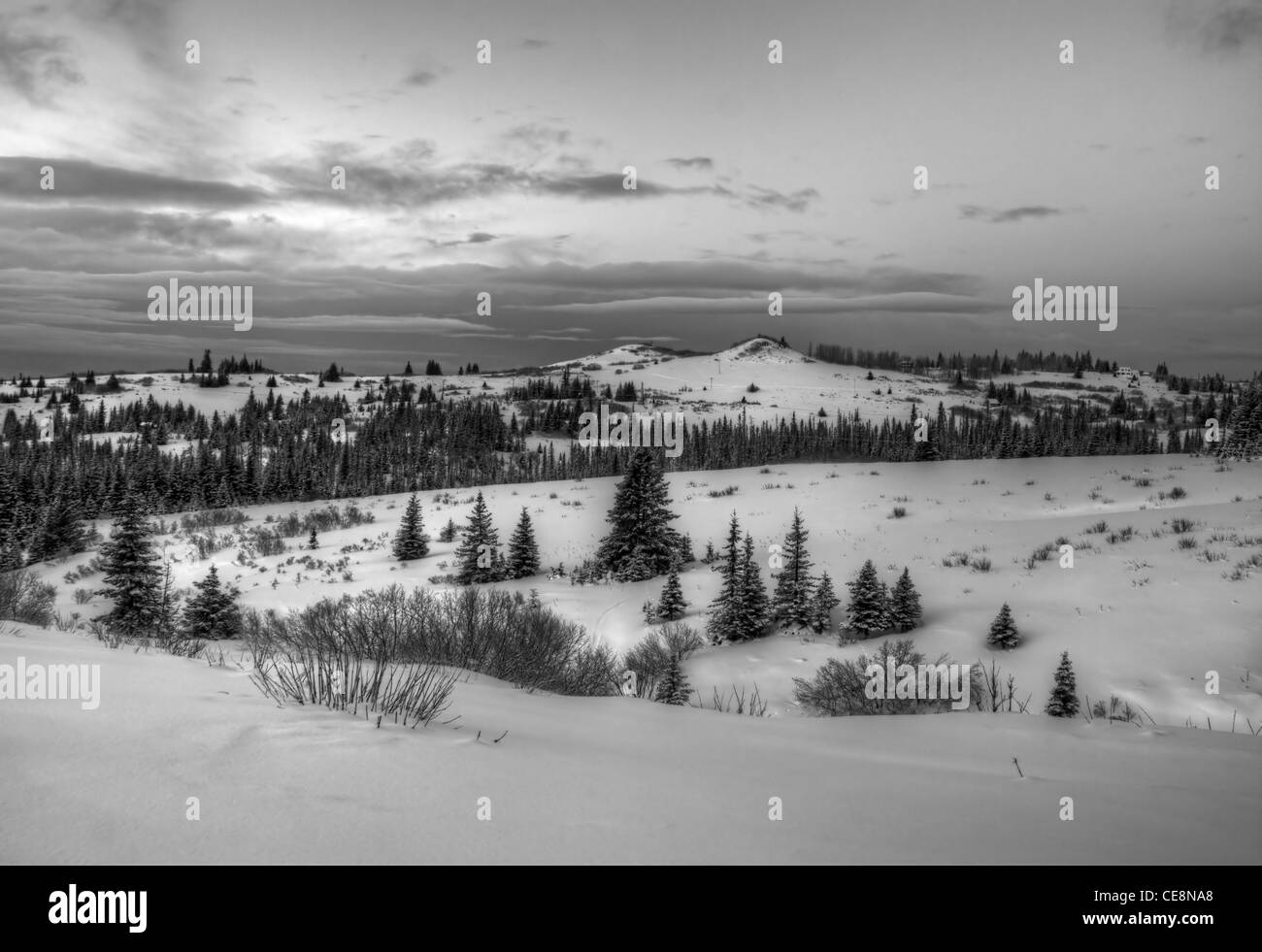 Alaskan paesaggio in inverno con neve, abeti e colline in bianco e nero. Foto Stock