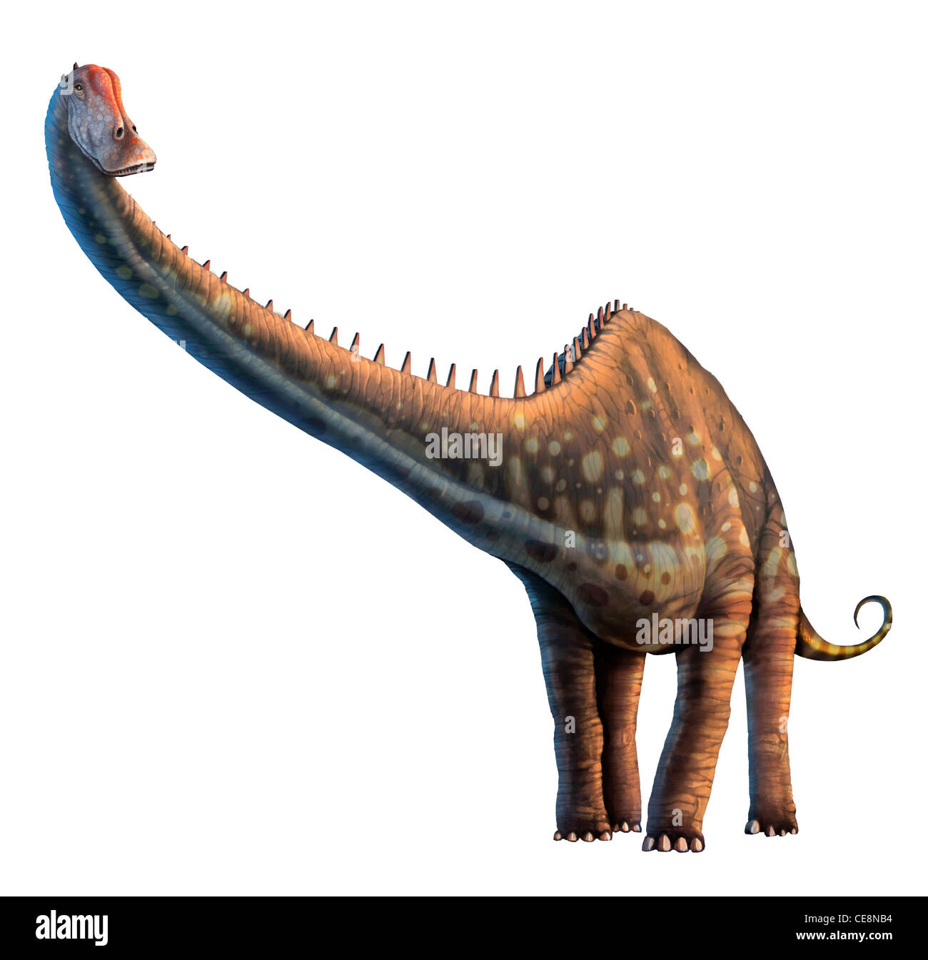 Diplodocus scoperto nel 1877 una nota più lunga dei dinosauri di raggiungere la lunghezza di 35 metri di 115 ft o in modo che la maggior parte non è stata tuttavia collo di coda Foto Stock