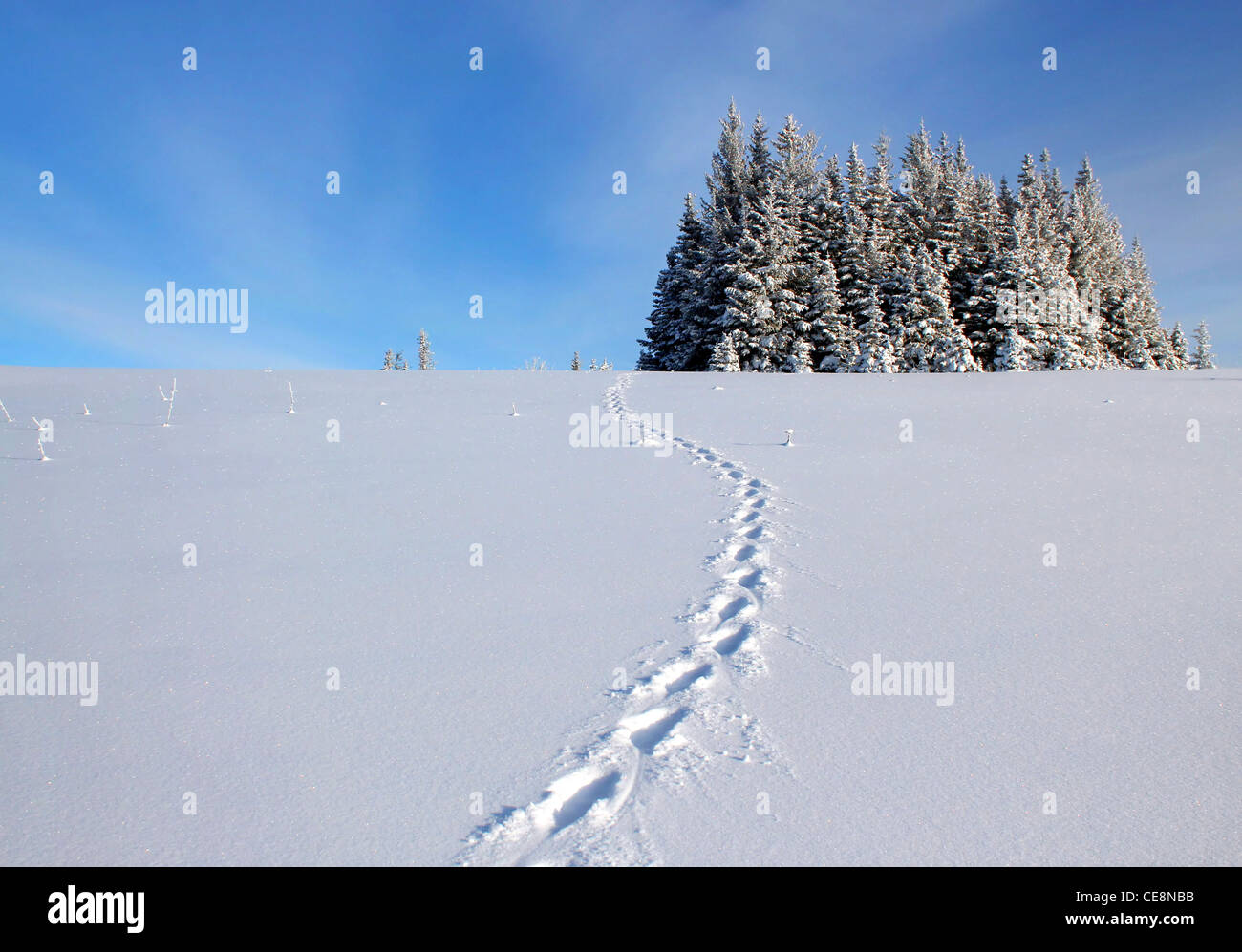 Lynx tracce nella neve portando ad un intrico di alberi con un luminoso cielo blu. Foto Stock