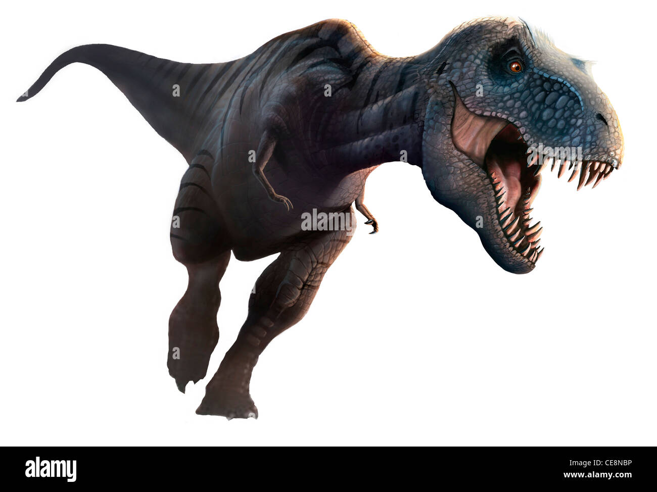 Tyrannosaurus rex opinabilmente più famoso dinosauro tutti ha vissuto negli ultimi 5 milioni di anni del periodo Cretaceo 70-65 milioni di anni fa in Foto Stock