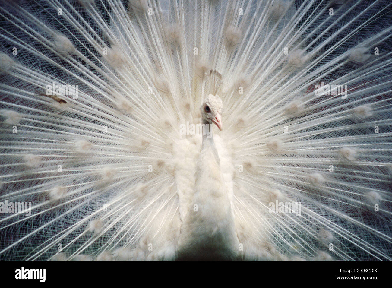 RHS 80035 : Uccello indiano bianco Peacock dancing aprire le piume , comune Peafowl Pavo Cristatus Foto Stock