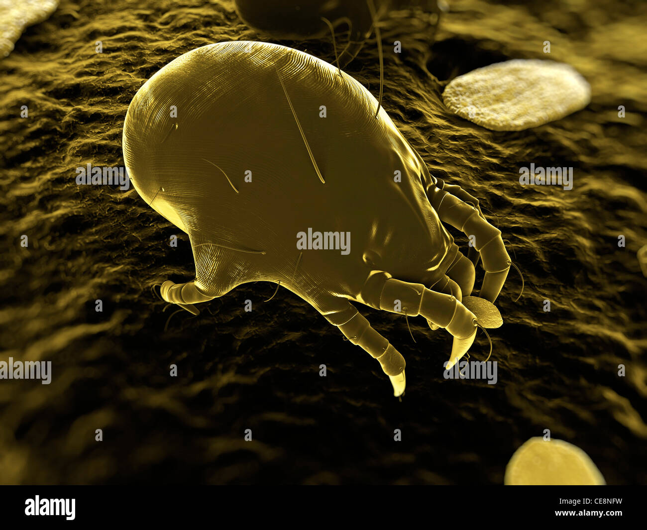 Acaro della polvere. Computer grafica di un acaro da polvere di casa (Dermatophagoides pteronyssinus). Foto Stock