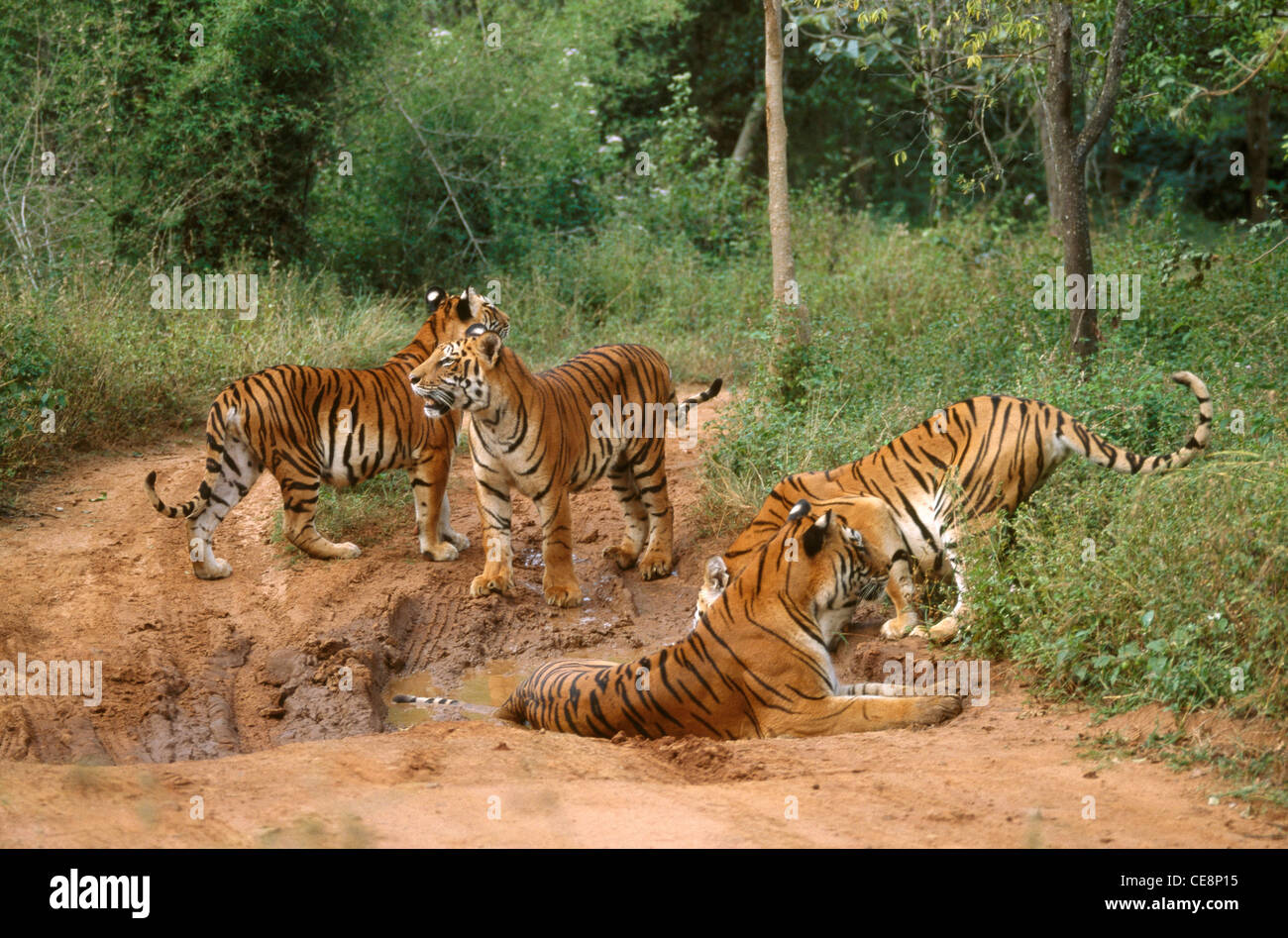 Quattro tigri ; parco nazionale di bannarghatta ; parco nazionale di Bannerghatta ; bangalore ; karnataka ; india ; asia Foto Stock