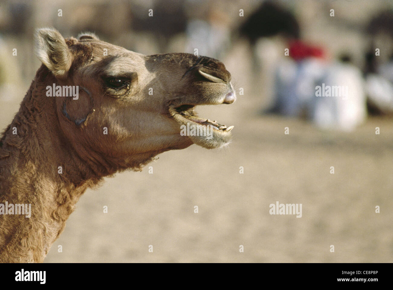 RAA 80294 : marca cammello indiano baying in Fiera di Pushkar Rajasthan in India Foto Stock