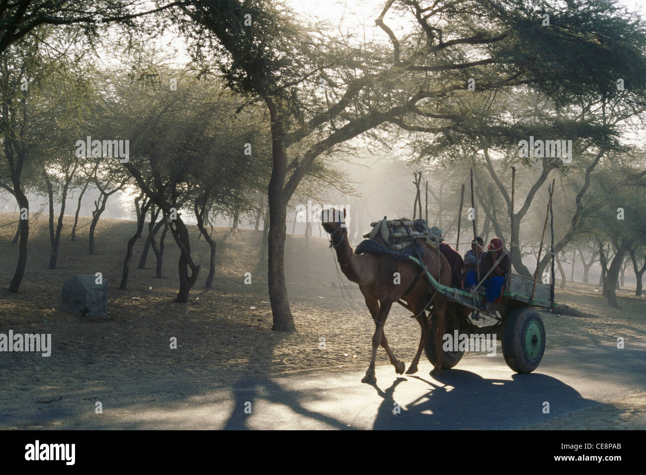 Indian Camel Carrello su ruote realizzate del vecchio pneumatico Fatehpur Shekhawati Sikar Rajasthan in India Foto Stock