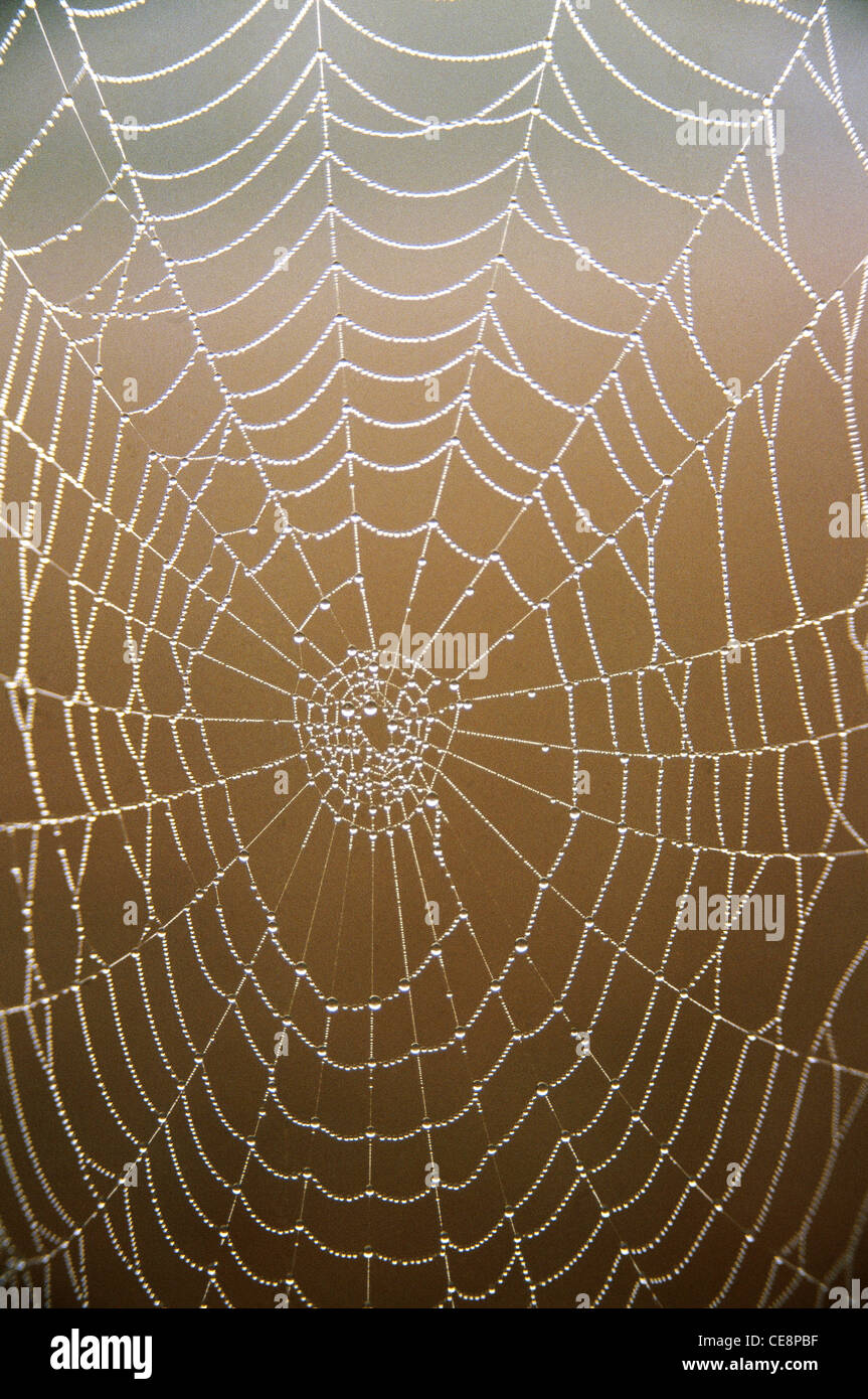 spiderweb , spiderweb , web di ragno , cobweb , Foto Stock
