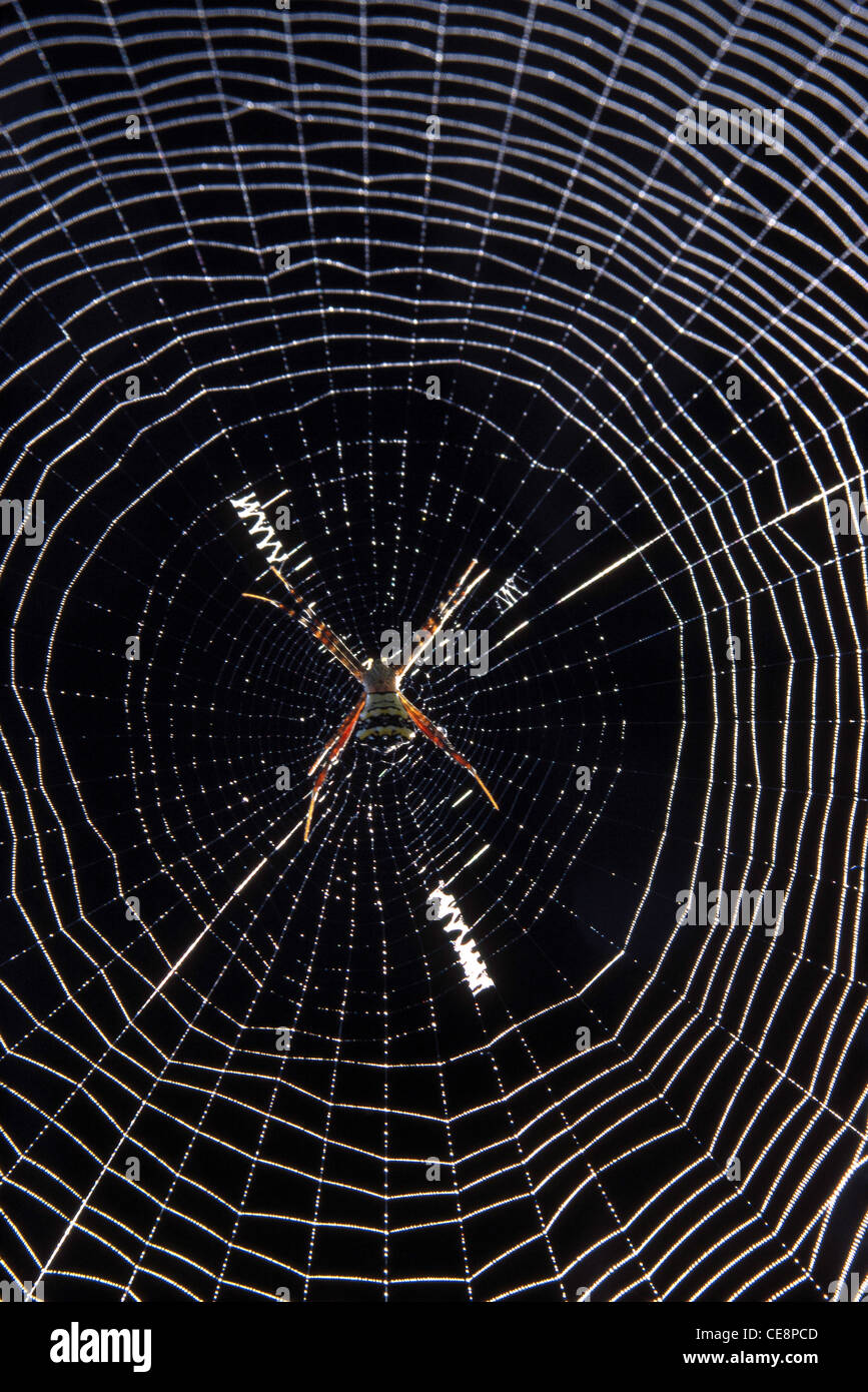 spiderweb , spiderweb , web di ragno , cobweb , Foto Stock