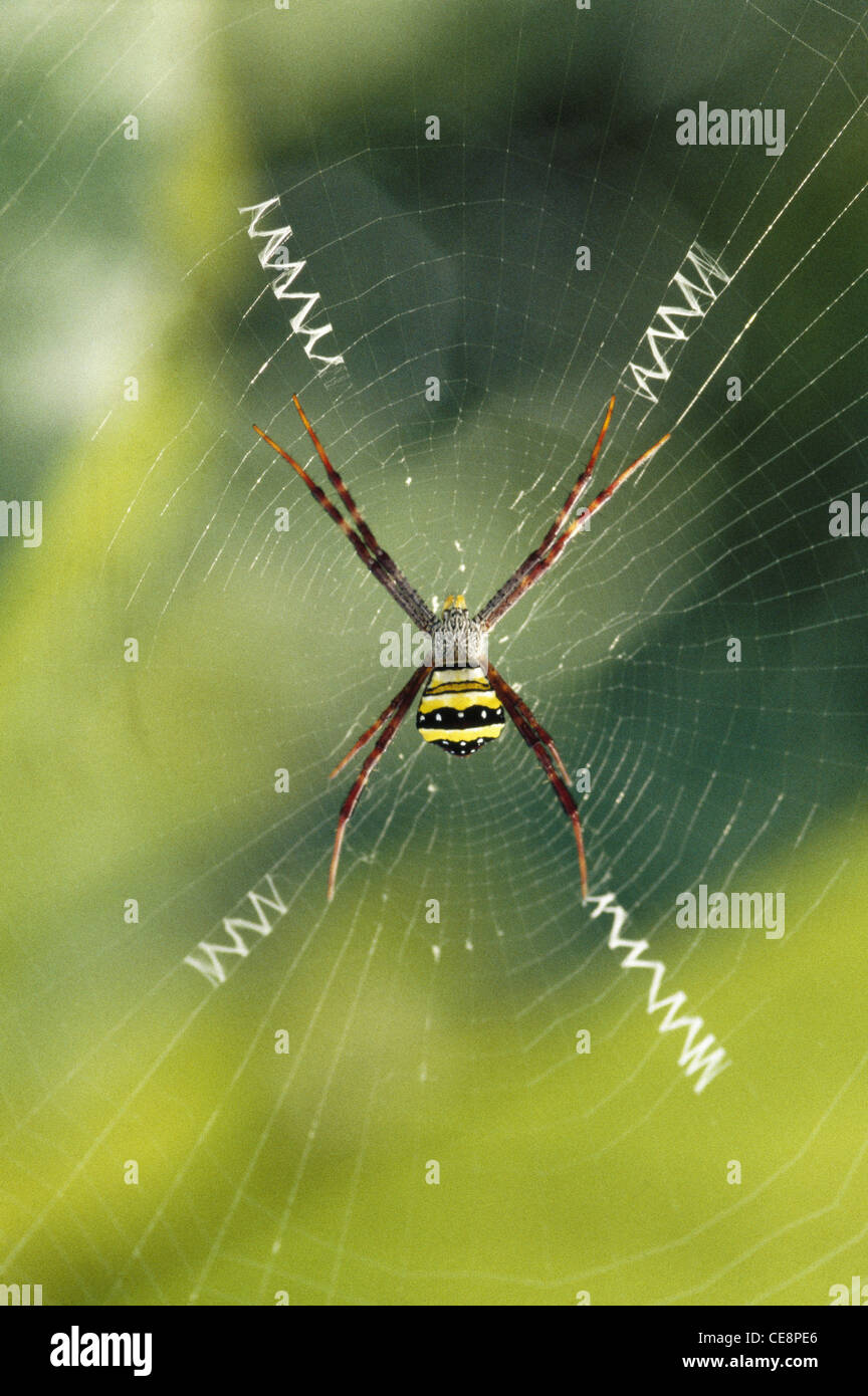 Firma Spider e web , Argiope anasuja , Signature Spider , Orb Weaver ragno , india , asia Foto Stock