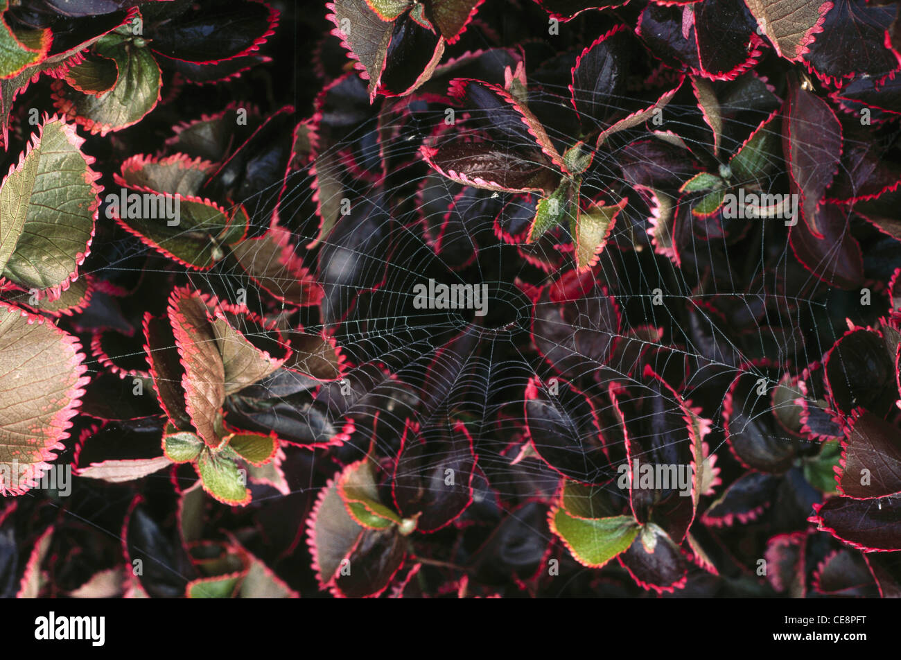 NMK 80364 : Spider web e rosse foglie di colore nero Foto Stock