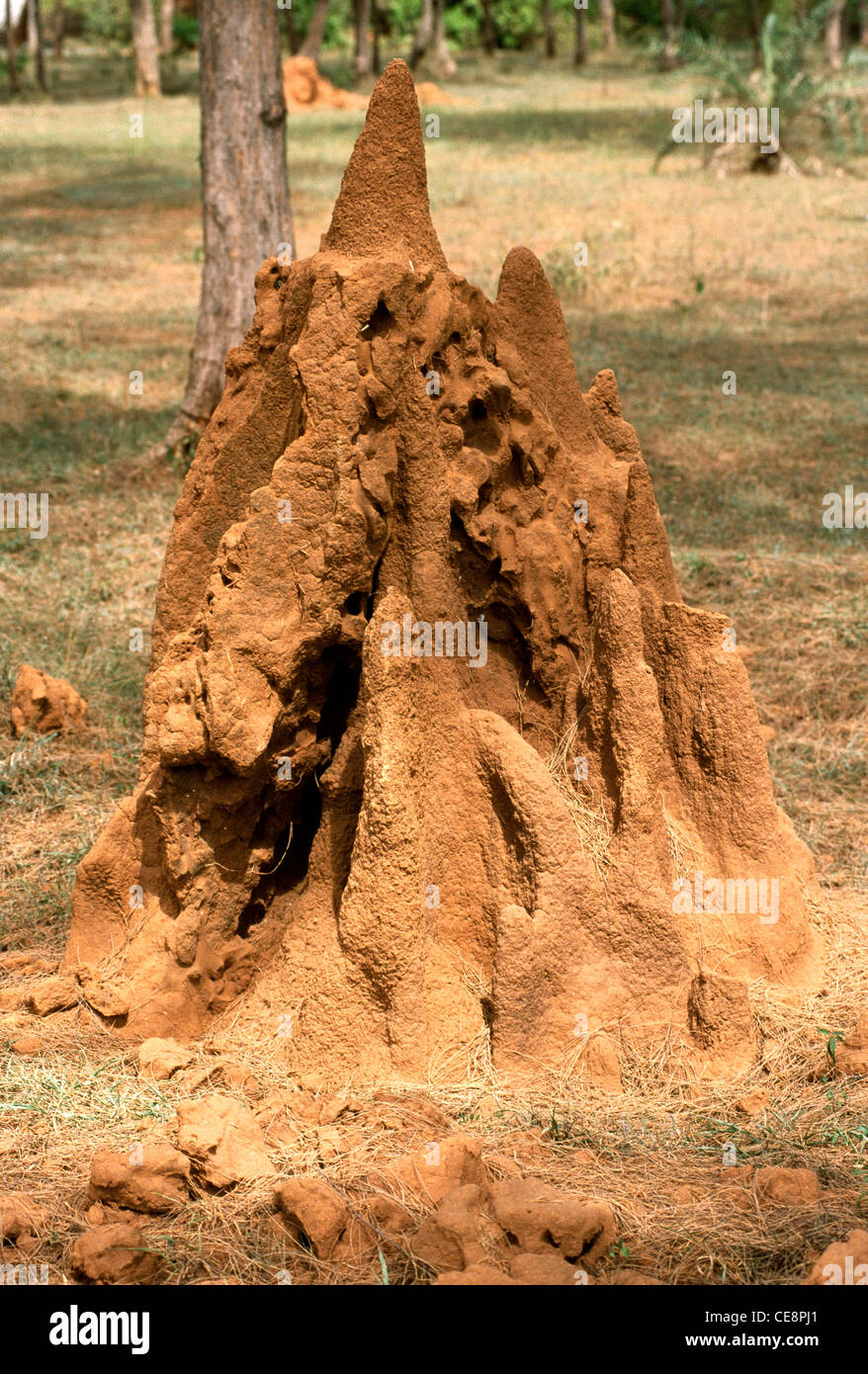 SNA 80343 : Ant Hill Foto Stock