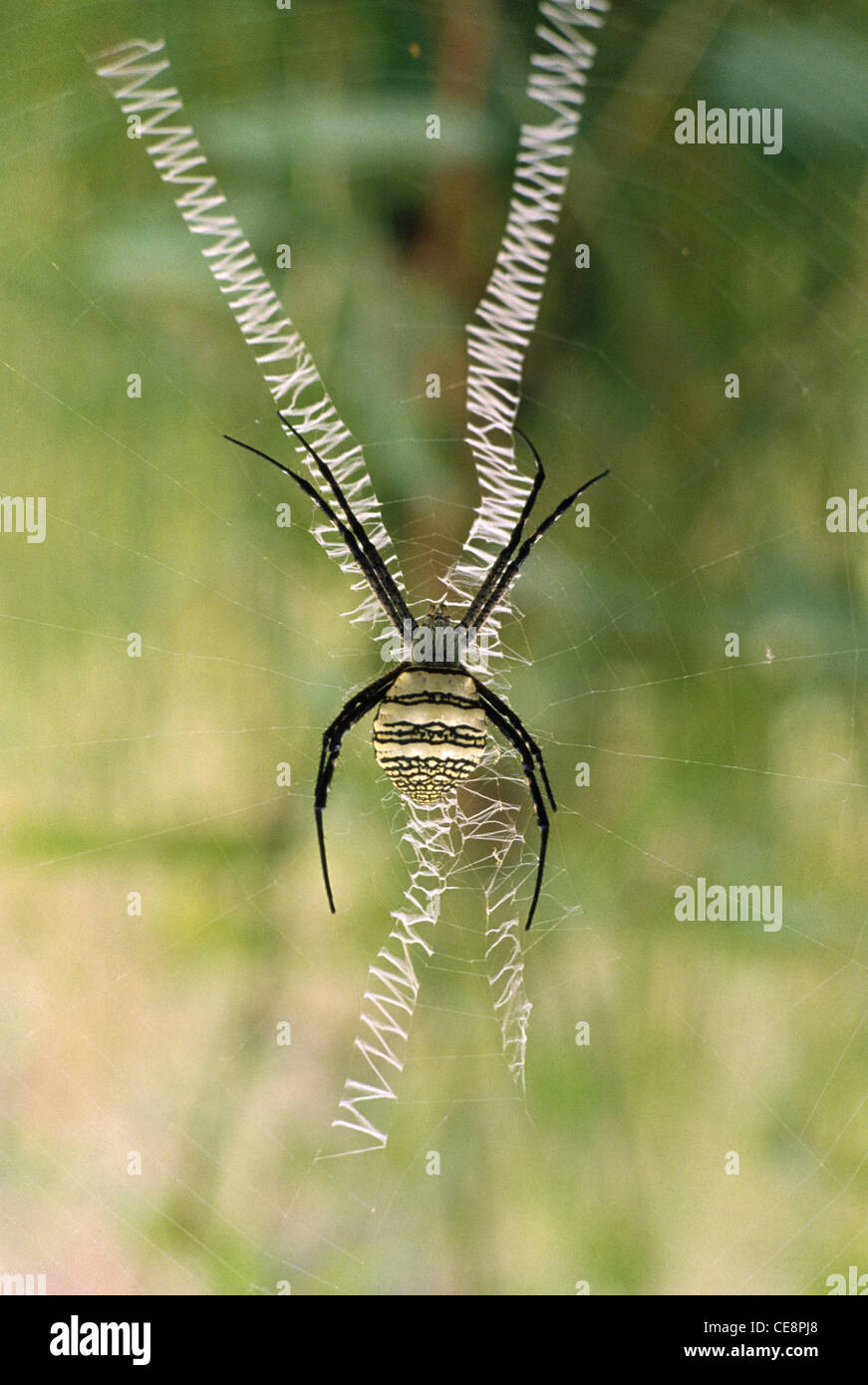 Ragno e web , Saint Andrews Cross ragno , india , asia Foto Stock