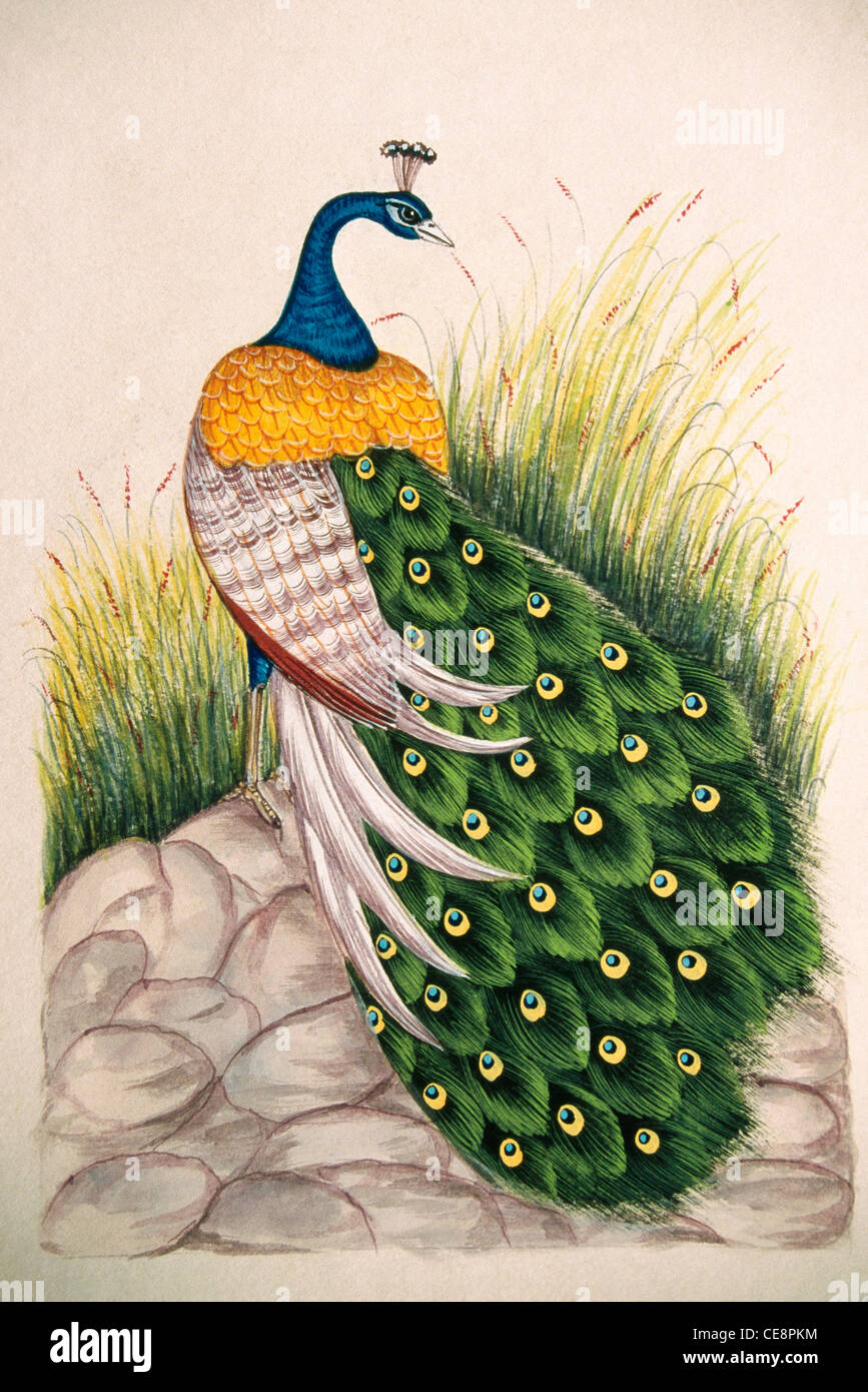 Indian miniatura pittura su seta di Pavone uccello India Foto Stock