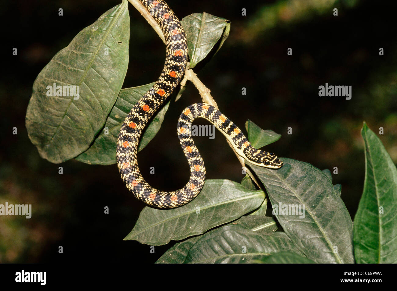 Rettili , serpenti , serpente dell'albero d'oro , serpente volante ornato , serpente volante dorato indiano , Crisopelea ornata , India , asia Foto Stock