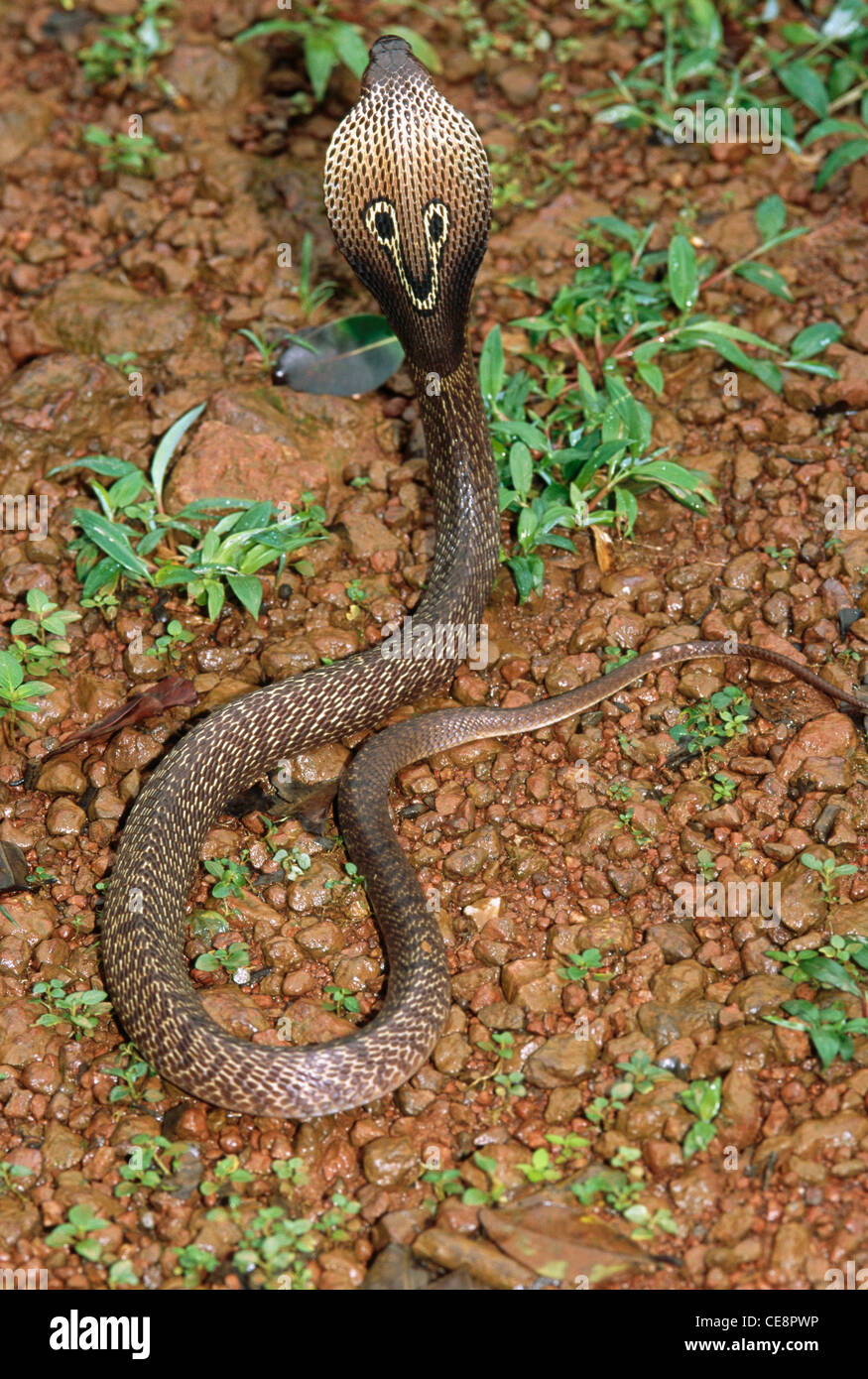 IKA 80438 : rettili , serpenti , Cobra Indian Spectacled Cobra Naja Naja Foto Stock
