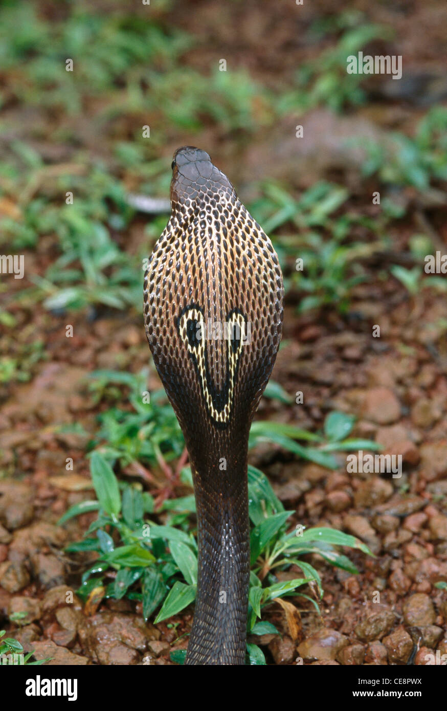 Cobra indiano Spectacled Cobra serpente indietro cappuccio aperto rettile Naja Naja India Asia Foto Stock