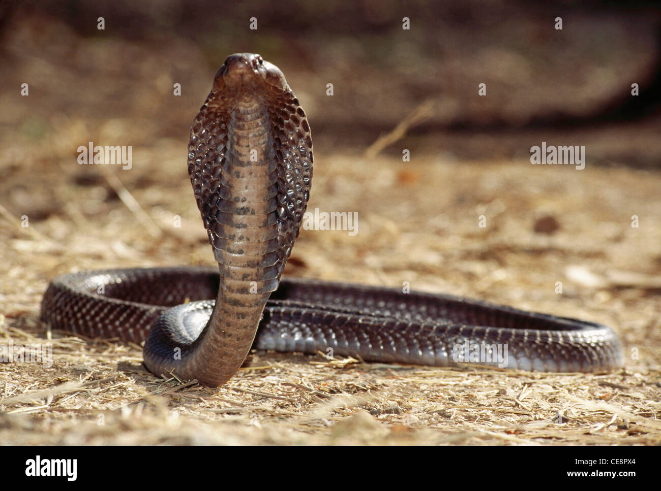 Cobra indiana , cobra con occhiali , cobra asiatica , cobra binocellata ,  Naja Naja , cappuccio aperto , india , asia Foto stock - Alamy