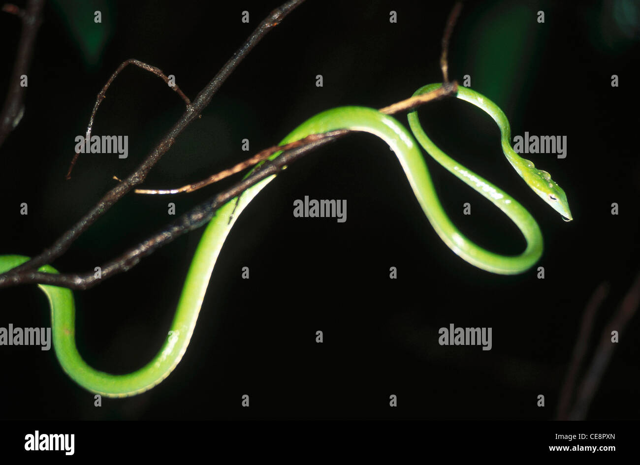 MBT 80425 : rettili comuni indiana Green Whip Snake Raetulla Nasutus Maharashtra India Foto Stock