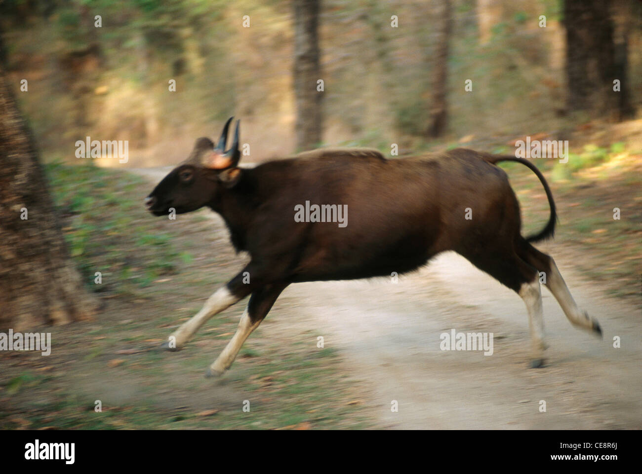 Corsa di bisonte indiano , Gaur , Bos gaurus , Parco Nazionale di Kanha , Madhya Pradesh , India , asia Foto Stock