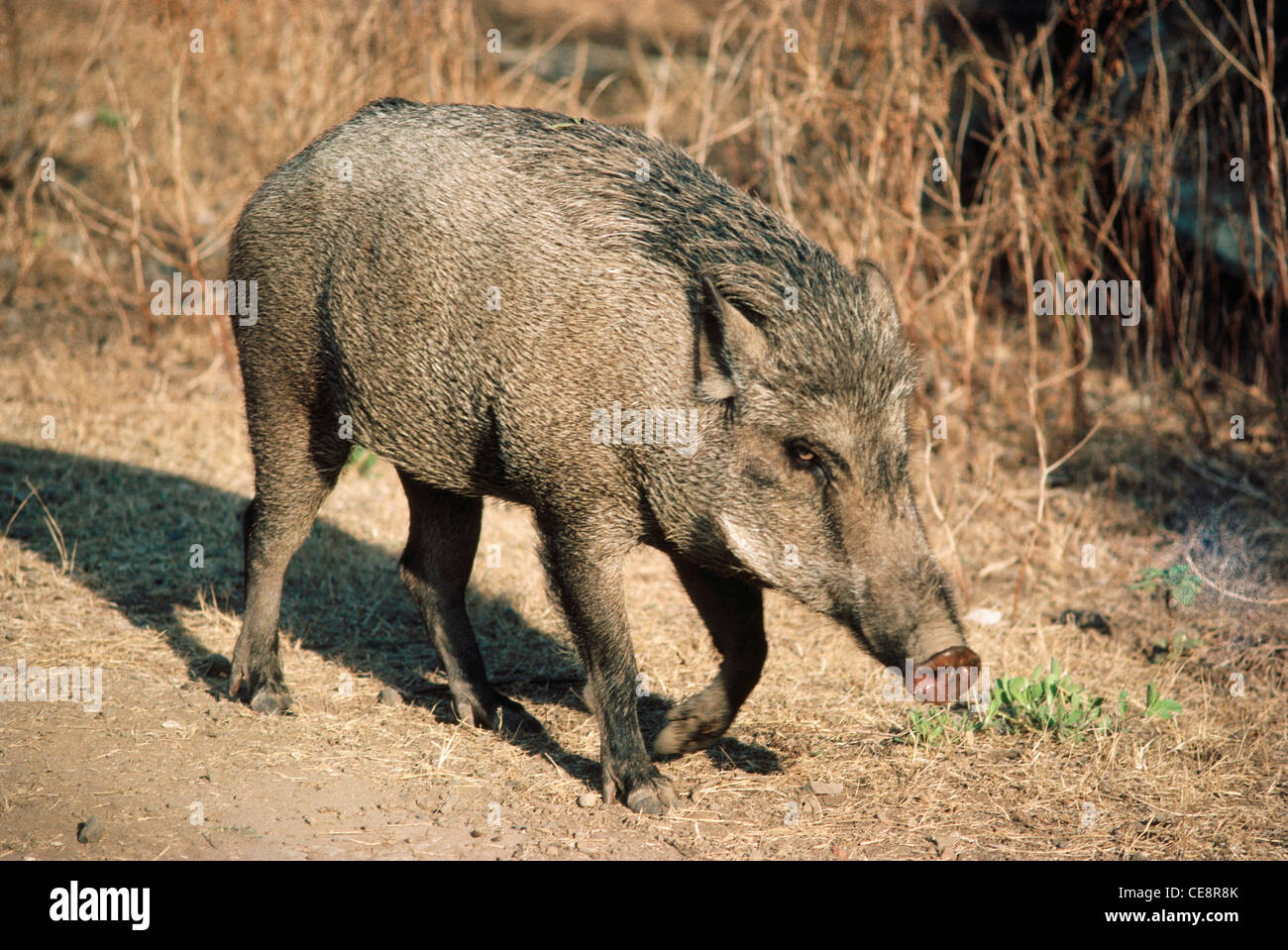 Il Cinghiale Sus scrofa cristatus India Foto Stock