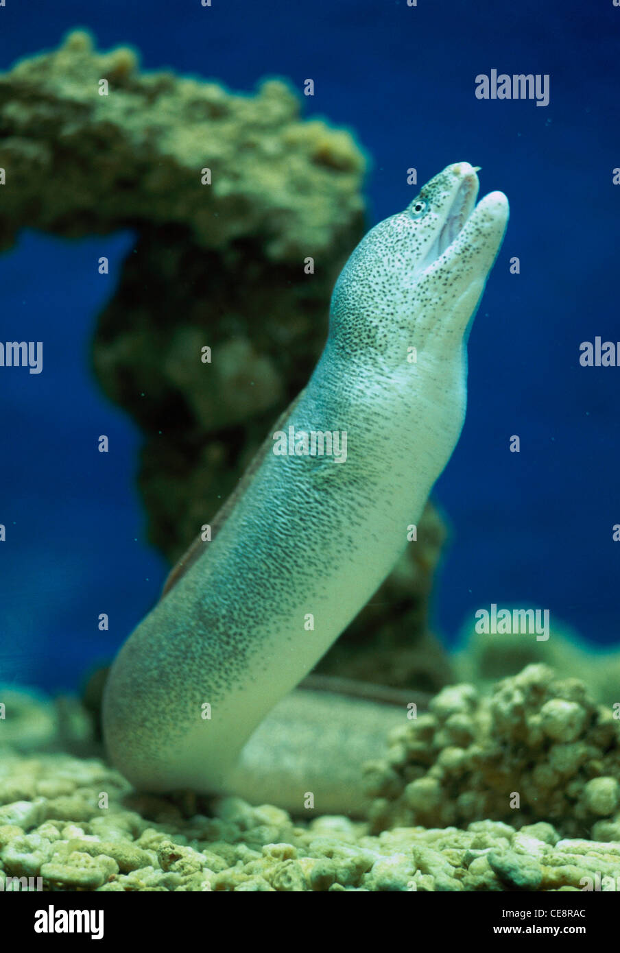 Eel Eels Kavaratti Lakshadweep Isola India Asia Foto Stock