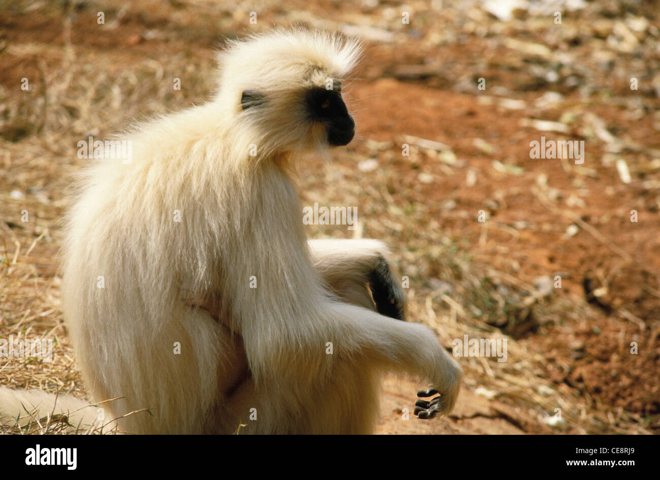 Langur dorato , Langur dorato del Gee , Presbytis geei , Trachypithecus geei , india , asia Foto Stock