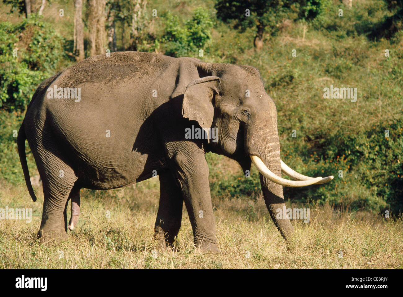 Elefante ; Tusker solitario ; Elefas maximus ; Parco Nazionale Kabini ; Karnataka ; India ; Asia Foto Stock