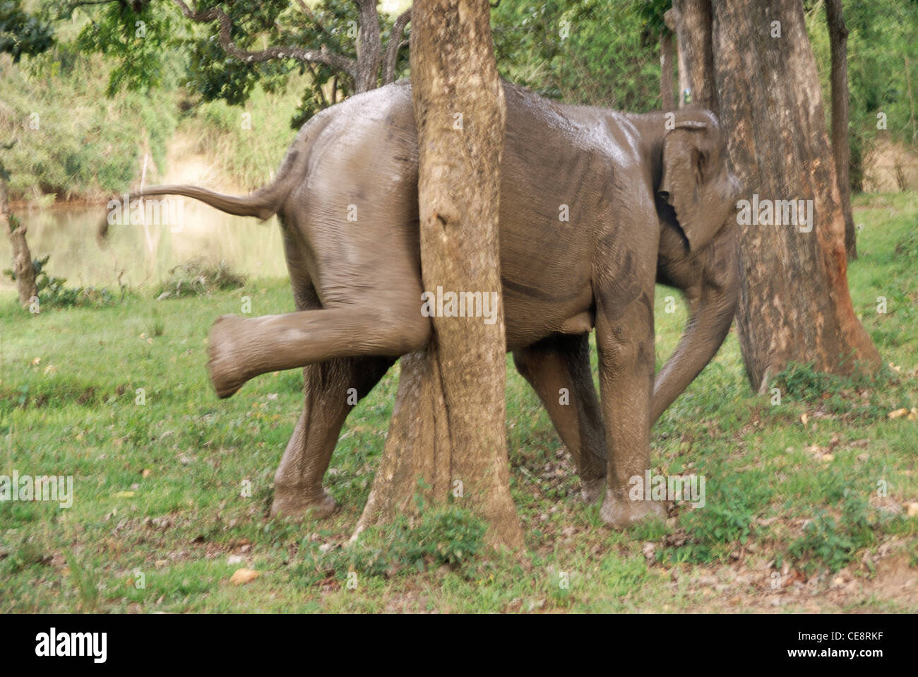 Il sistema HSA 80798 : Elephant Tusker graffi su un tronco di albero Elephas maximus india Foto Stock