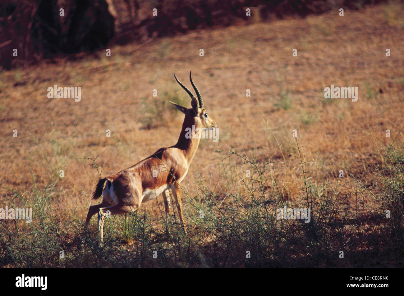 Blackbuck , Antelope indiano , Antelope Cervicapra , Bishnoi Village , Khichan , Phalodi tehsil , Jodhpur , Rajasthan , india , asia Foto Stock