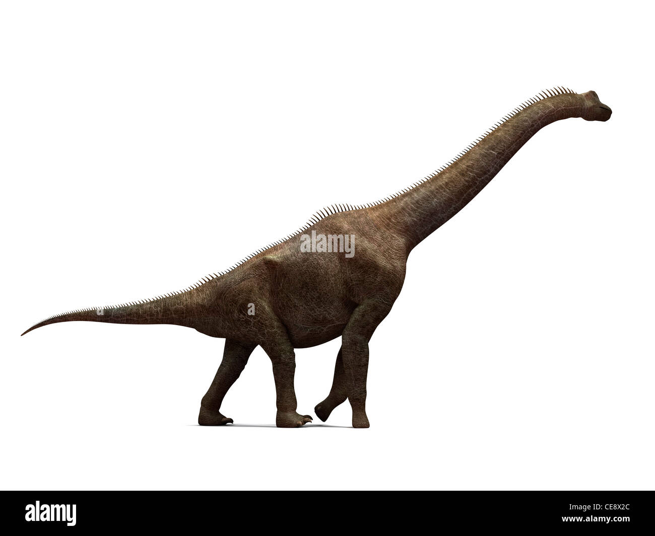 Brachiosaurus dinosauro illustrazioni di computer più alto dinosauro noto in piedi fino a 16 metri di altezza ha vissuto tardo giurassico 155 Foto Stock
