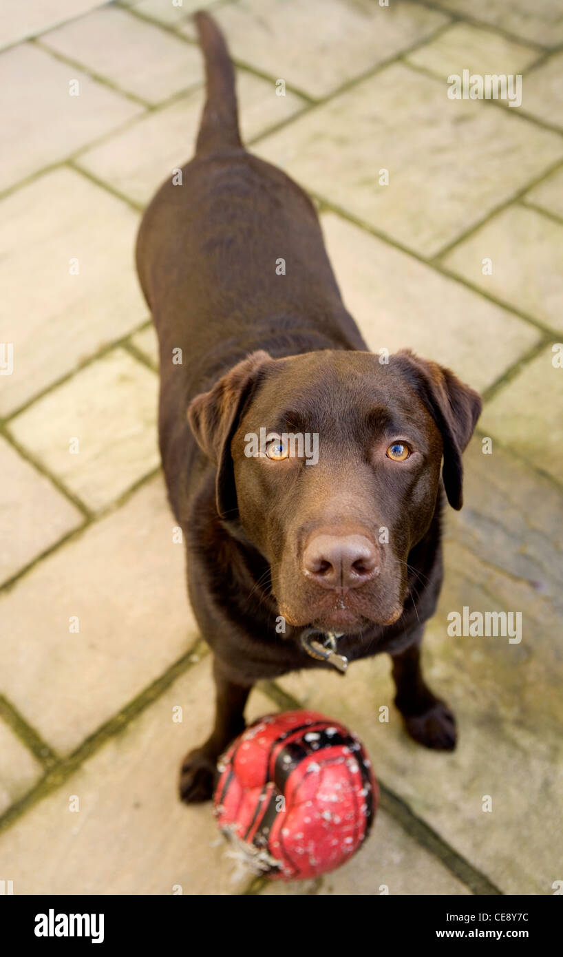 Il Labrador Retriever singolo adulto che vogliono giocare UK Foto Stock