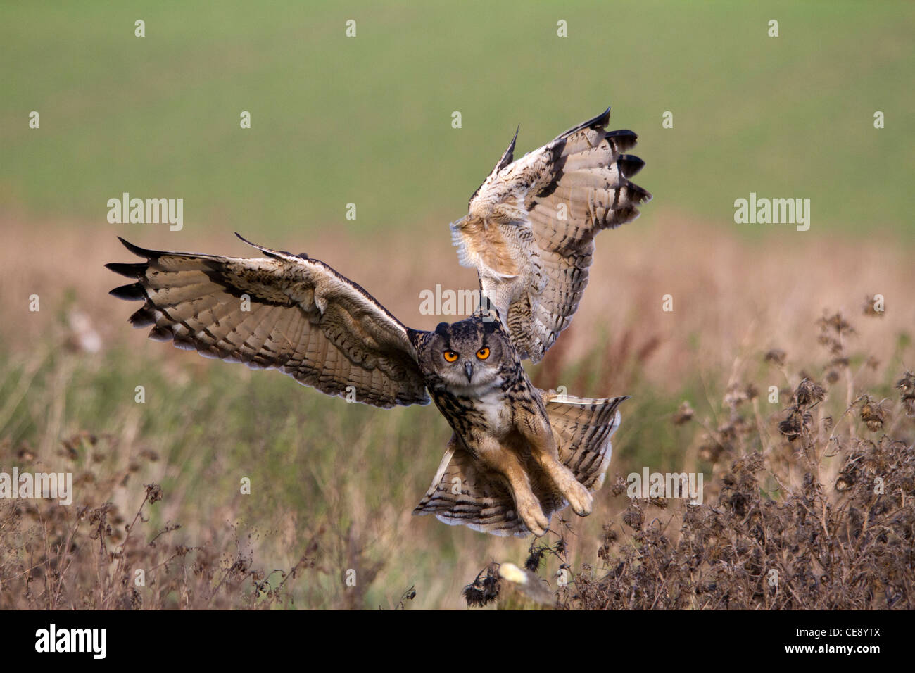 Gufo reale (Bubo bubo) preparazione a terra Foto Stock